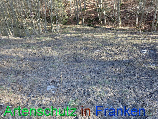 © Artenschutz in Franken® Bild zum Eintrag (1063627-160)