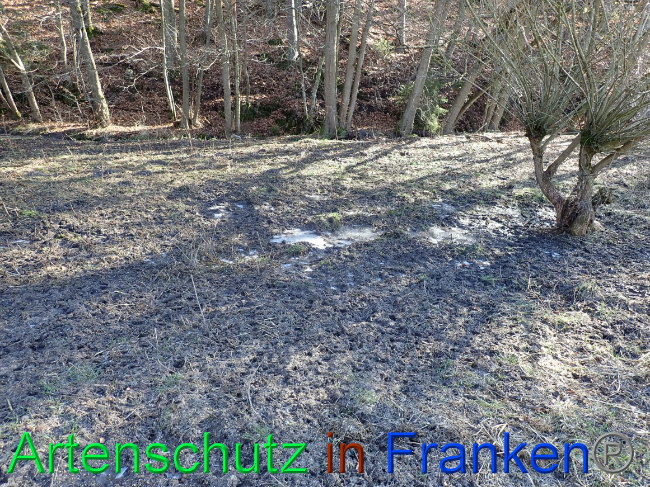 © Artenschutz in Franken® Bild zum Eintrag (1063628-160)
