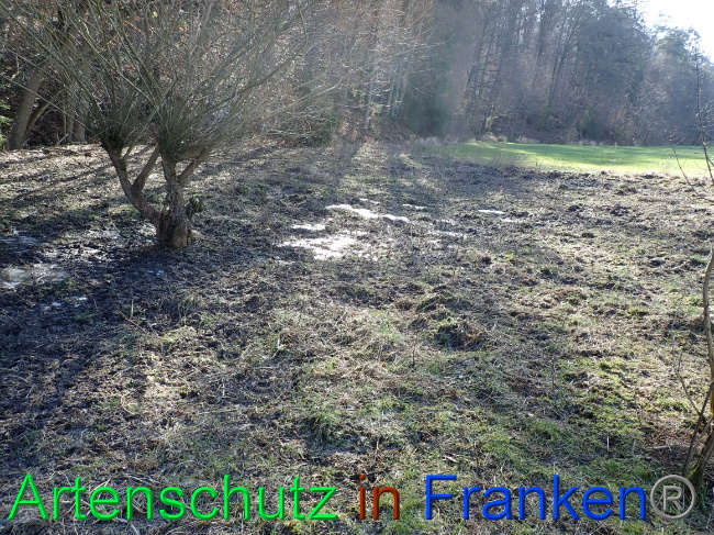 © Artenschutz in Franken® Bild zum Eintrag (1063629-160)