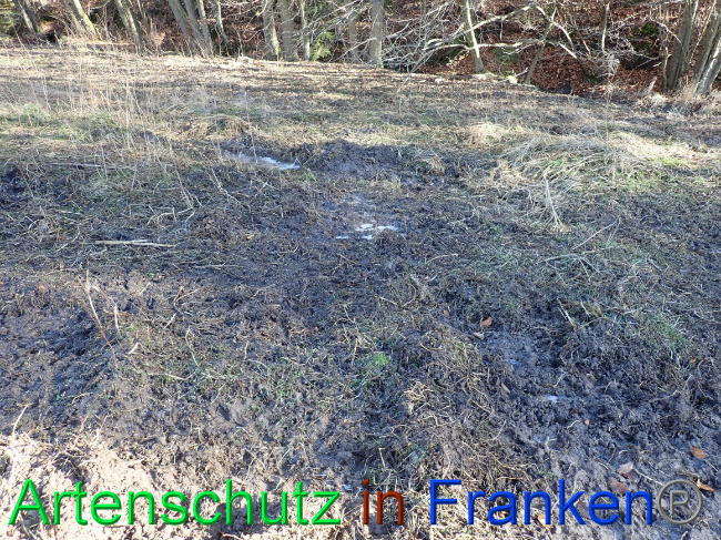 © Artenschutz in Franken® Bild zum Eintrag (1063631-160)