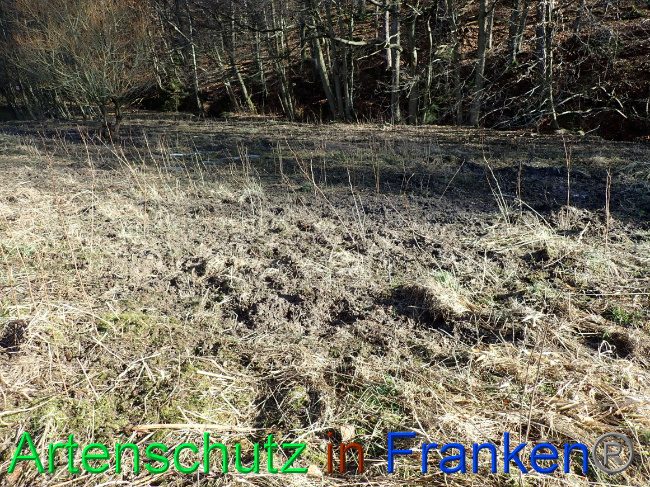 © Artenschutz in Franken® Bild zum Eintrag (1063632-160)