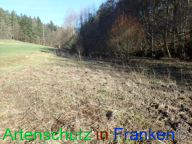 © Artenschutz in Franken® Bild zum Eintrag (1063636-160)