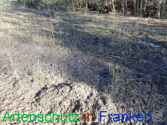 © Artenschutz in Franken® Bild zum Eintrag (1063637-160)