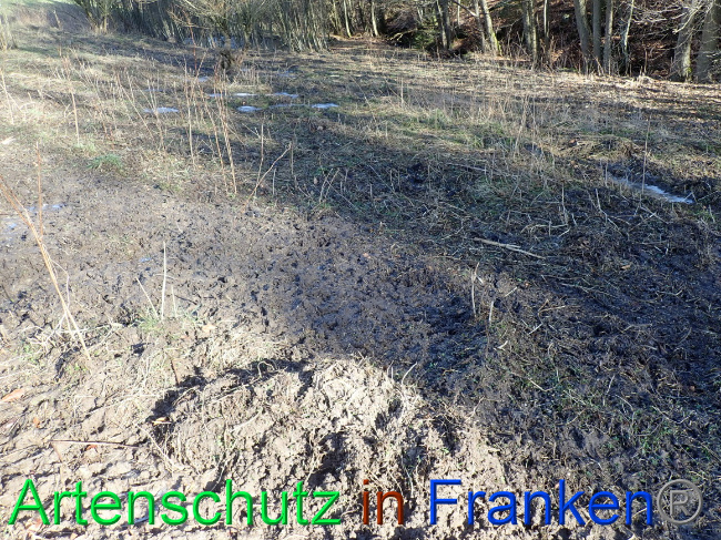 Bild zum Eintrag (1063637-160)