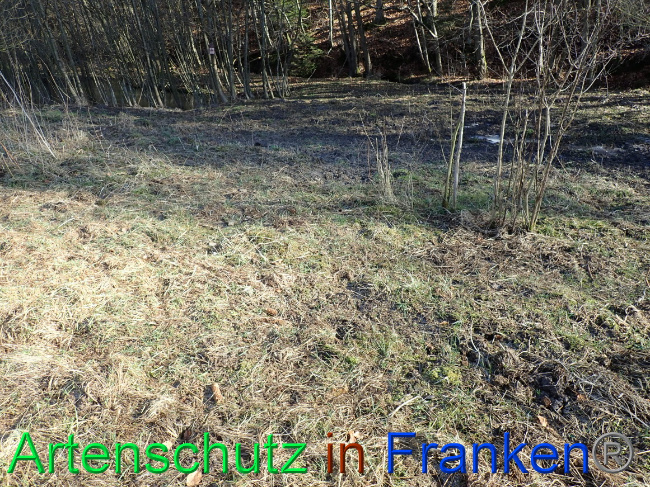 © Artenschutz in Franken® Bild zum Eintrag (1063638-160)