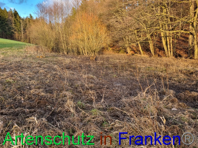 © Artenschutz in Franken® Bild zum Eintrag (1063640-160)