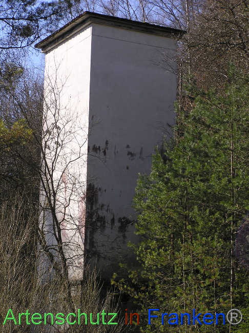 © Artenschutz in Franken® / Kunze Bild zum Eintrag (1064459-160)