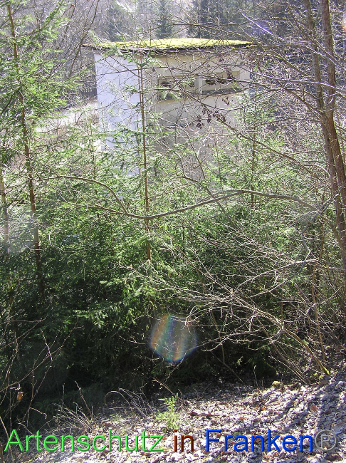 © Artenschutz in Franken® / Kunze Bild zum Eintrag (1064467-160)