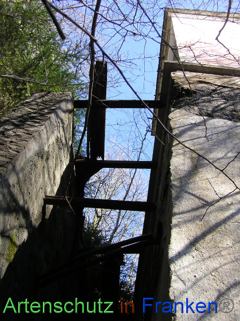© Artenschutz in Franken® / Kunze Bild zum Eintrag (1064470-160)