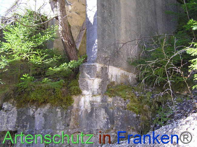 © Artenschutz in Franken® / Kunze Bild zum Eintrag (1064472-160)