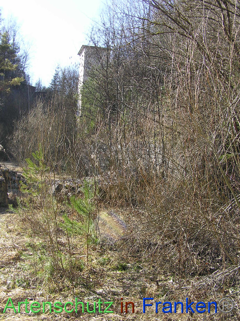 © Artenschutz in Franken® / Kunze Bild zum Eintrag (1064473-160)