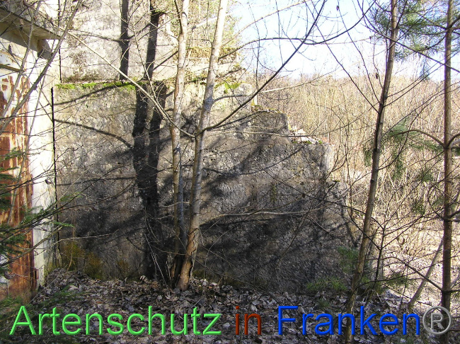 © Artenschutz in Franken® / Kunze Bild zum Eintrag (1064474-160)