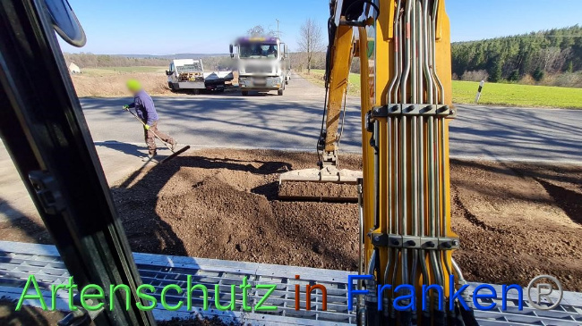 © Artenschutz in Franken® Bild zum Eintrag (1064629-160)