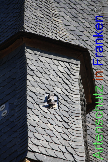 © Artenschutz in Franken® / Knoblach Bild zum Eintrag (1064684-160)