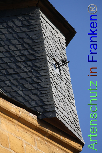 © Artenschutz in Franken® Bild zum Eintrag (1064685-160)