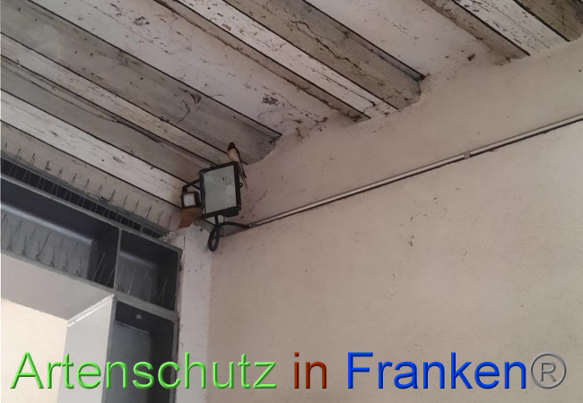 © Artenschutz in Franken® Bild zum Eintrag (1064779-160)