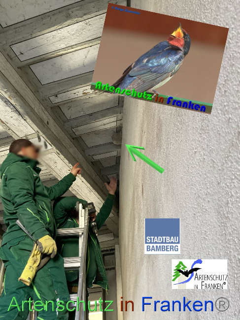 © Artenschutz in Franken® / Stadtbau Bamberg Bild zum Eintrag (1064780-160)
