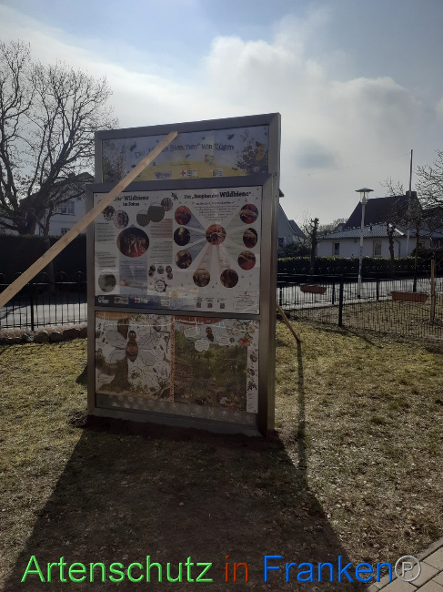 © Artenschutz in Franken® Bild zum Eintrag (1064909-160)