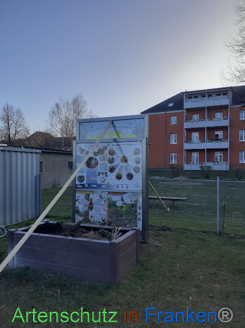 © Artenschutz in Franken® Bild zum Eintrag (1064918-160)