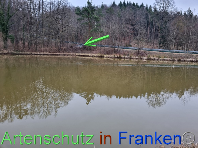 © Artenschutz in Franken® Bild zum Eintrag (1065091-160)