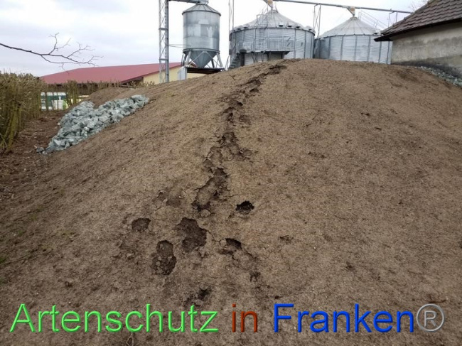 © Artenschutz in Franken® Bild zum Eintrag (1065272-160)
