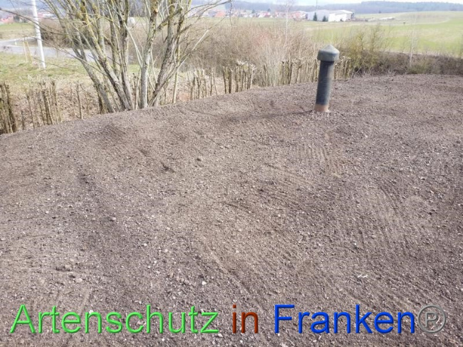 © Artenschutz in Franken® Bild zum Eintrag (1065278-160)