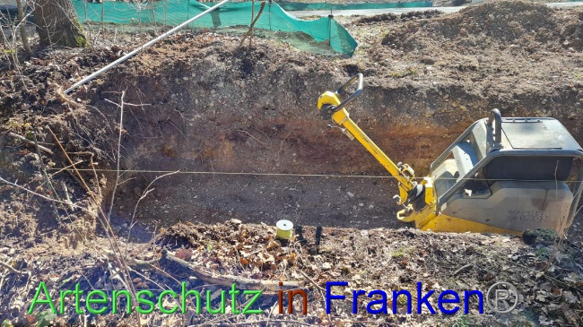 © Artenschutz in Franken® Bild zum Eintrag (1065419-160)