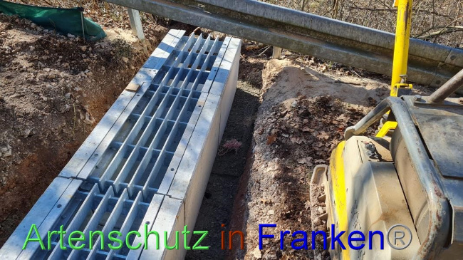 © Artenschutz in Franken® Bild zum Eintrag (1065422-160)