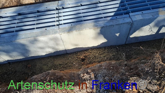 © Artenschutz in Franken® Bild zum Eintrag (1065435-160)
