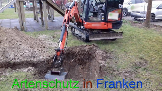 © Artenschutz in Franken® Bild zum Eintrag (1065687-160)