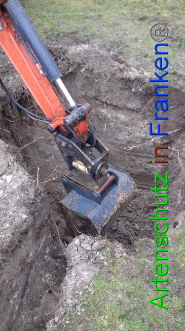 © Artenschutz in Franken® Bild zum Eintrag (1065689-160)