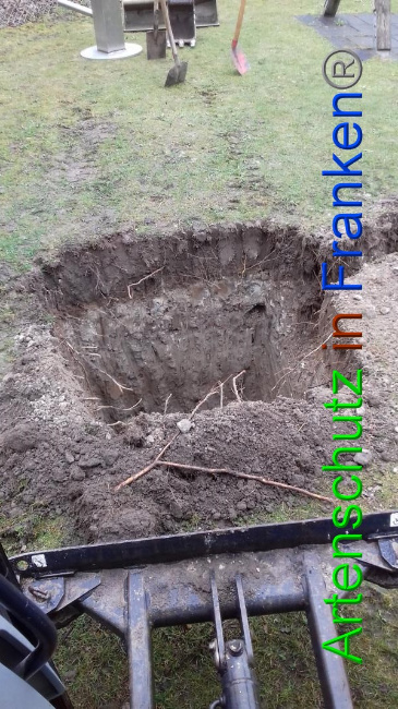 © Artenschutz in Franken® Bild zum Eintrag (1065691-160)