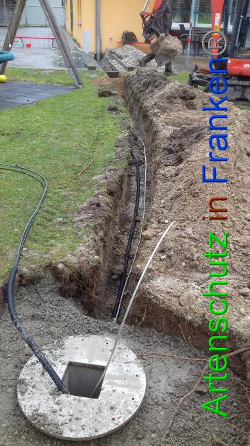 © Artenschutz in Franken® Bild zum Eintrag (1065704-160)