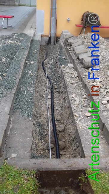 © Artenschutz in Franken® Bild zum Eintrag (1065729-160)
