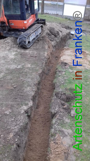 © Artenschutz in Franken® Bild zum Eintrag (1065731-160)