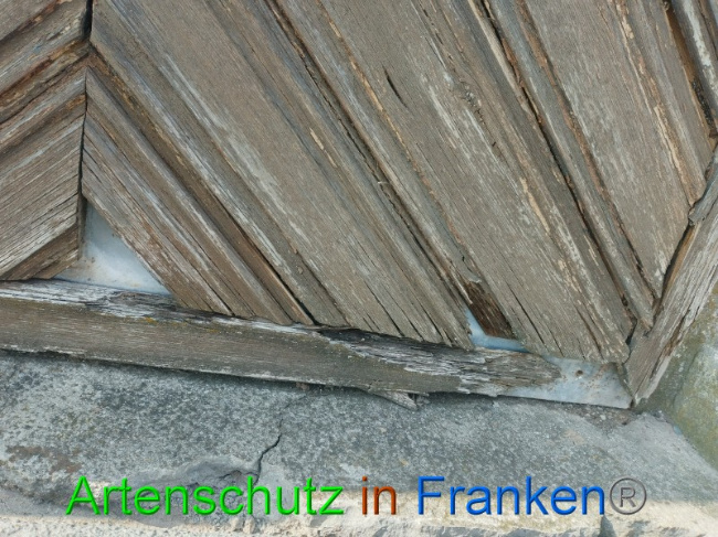 © Artenschutz in Franken® Bild zum Eintrag (1065836-160)
