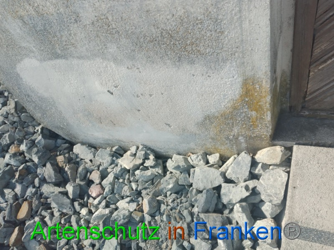 © Artenschutz in Franken® Bild zum Eintrag (1065837-160)