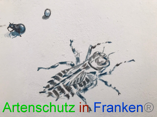 © Artenschutz in Franken® Bild zum Eintrag (1065983-160)