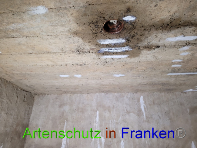 © Artenschutz in Franken® Bild zum Eintrag (1066132-160)