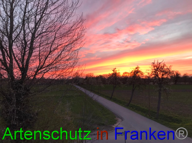 © Artenschutz in Franken® Bild zum Eintrag (1066400-160)