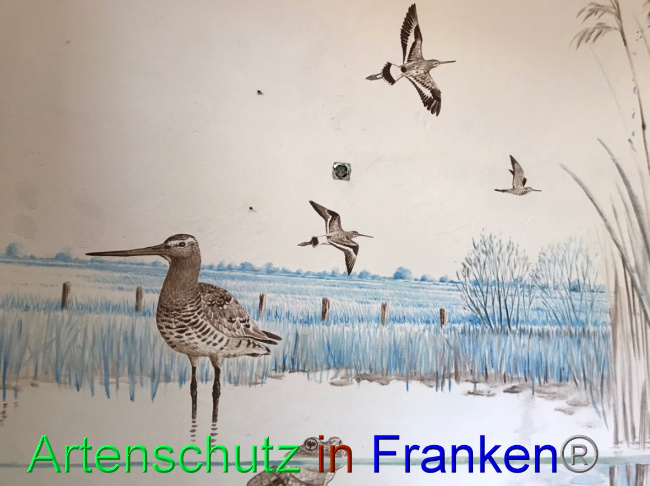 © Artenschutz in Franken® Bild zum Eintrag (1066519-160)