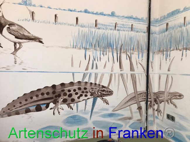 © Artenschutz in Franken® Bild zum Eintrag (1066520-160)