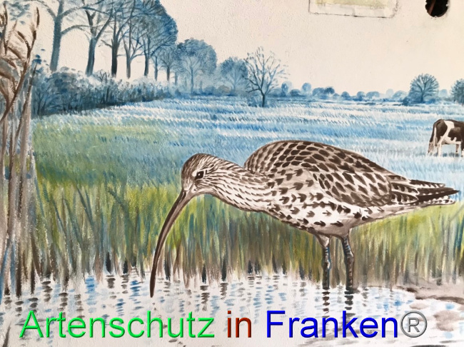 © Artenschutz in Franken® Bild zum Eintrag (1066522-160)