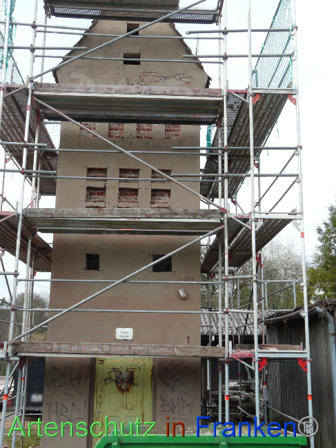 © Artenschutz in Franken® / Oberschmidt Bild zum Eintrag (1066577-160)