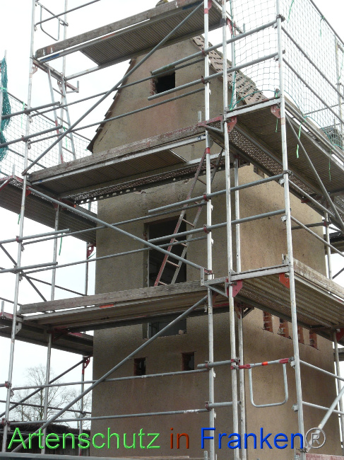 © Artenschutz in Franken® / Oberschmidt Bild zum Eintrag (1066583-160)