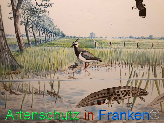 © Artenschutz in Franken® Bild zum Eintrag (1066705-160)