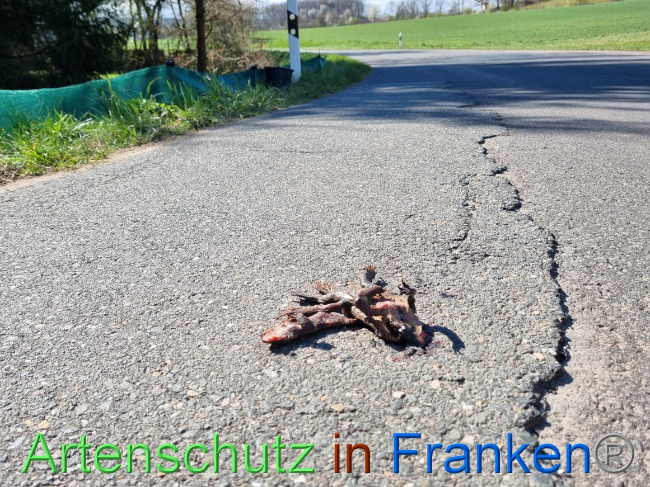 © Artenschutz in Franken® Bild zum Eintrag (1066715-160)