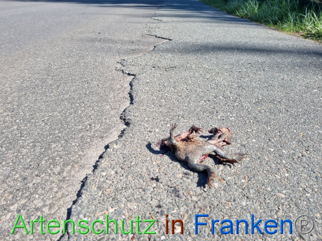 © Artenschutz in Franken® Bild zum Eintrag (1066716-160)