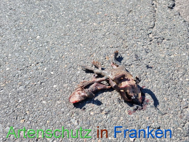 © Artenschutz in Franken® Bild zum Eintrag (1066717-160)