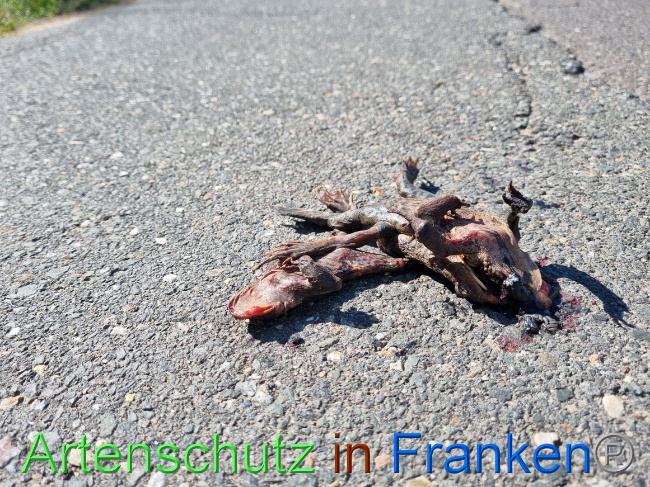 © Artenschutz in Franken® Bild zum Eintrag (1066718-160)